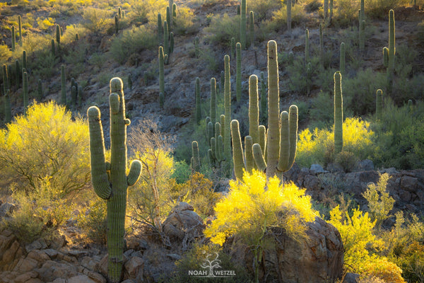 Arizona Saguaro's - Image Gallery May 2022
