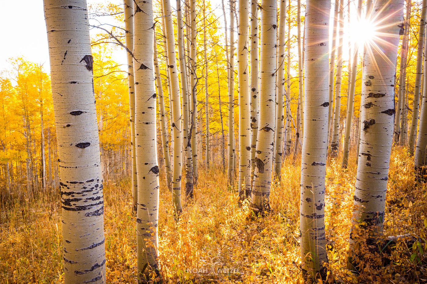 Aspen Autumn Sunrise
