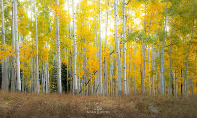 Autumn Clearing