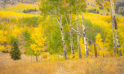 Autumn Impact