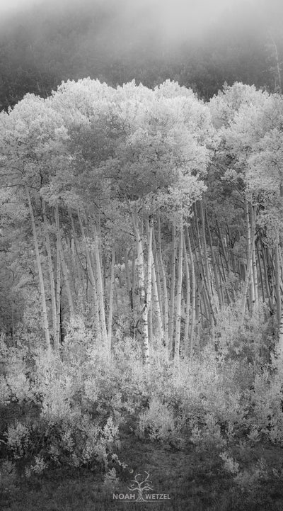 Aspen Paintbrush Fog - BW