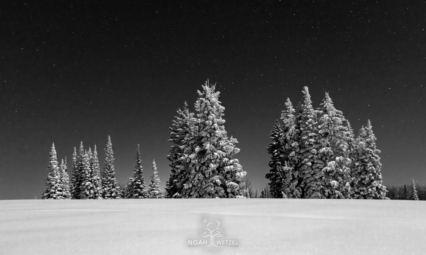 Frosted Moonlight - BW