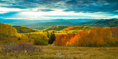 Buffalo Autumn Spotlight
