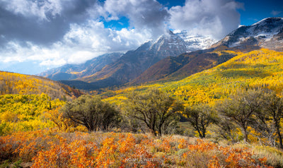 Color of Autumn