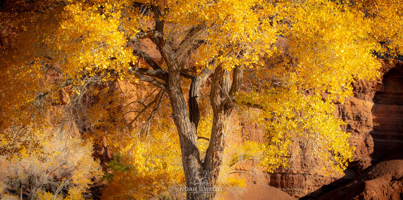 Cottonwood Autumn Glow