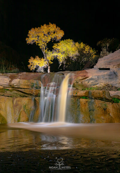 Cottonwood Midnight Oasis