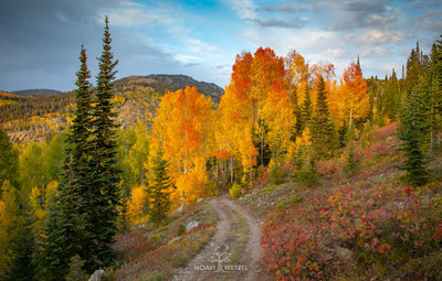 Dad's Road