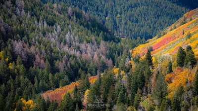 Convergence of Autumn