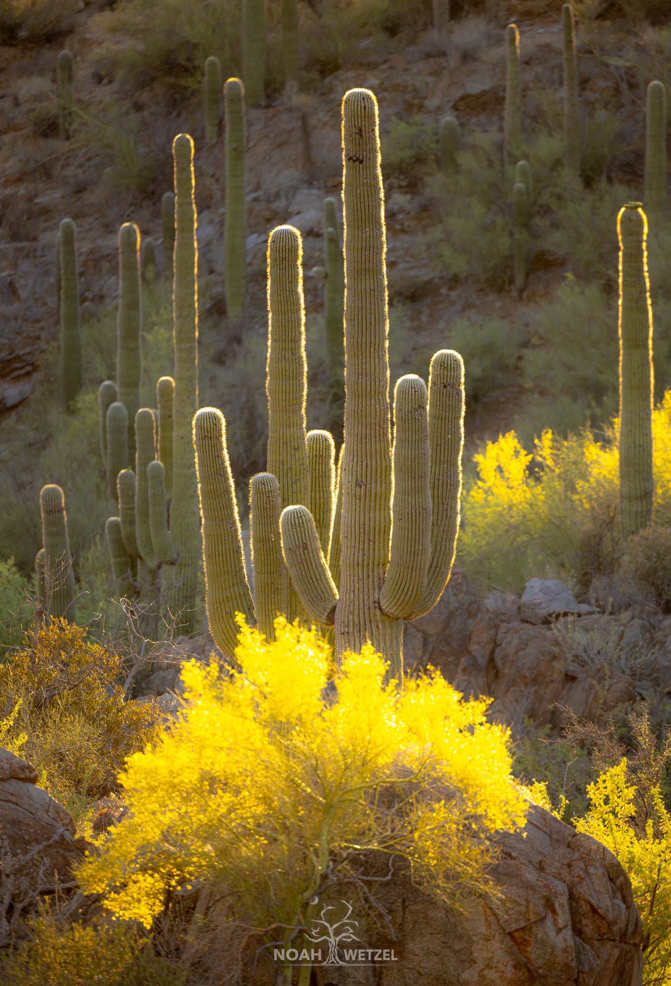 Evening Saguaro