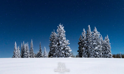 Frosted Moonlight