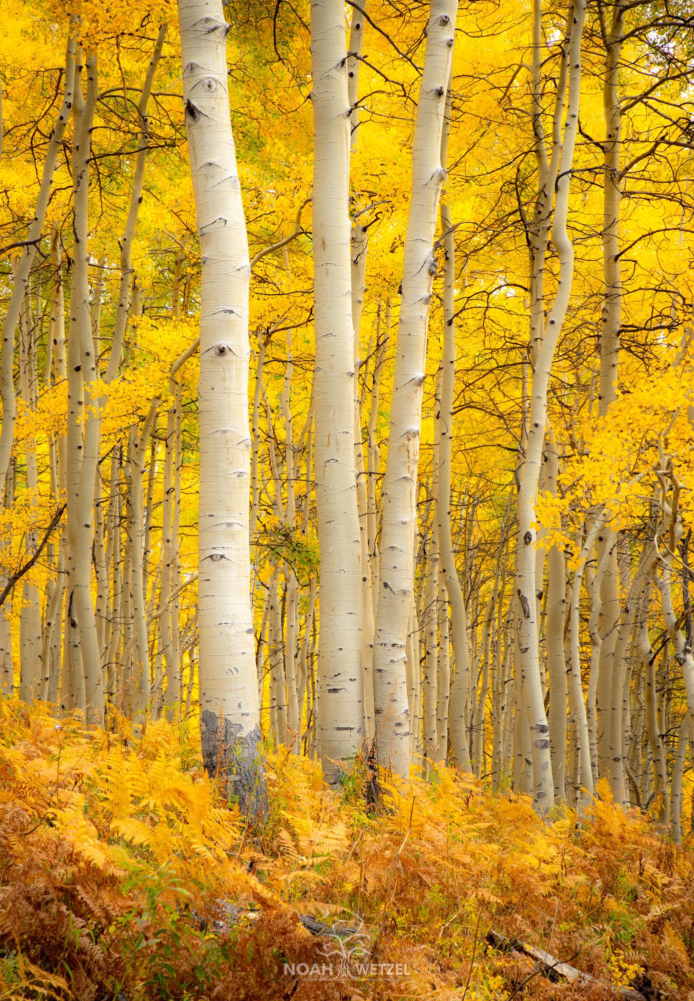 Golden Symmetry