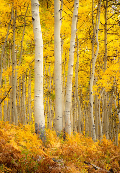 Golden Symmetry