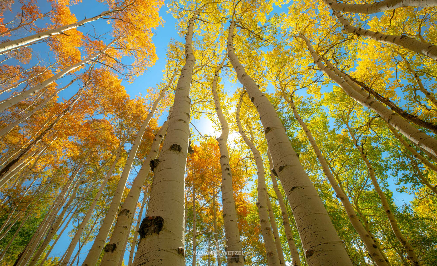 Palette of Autumn