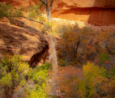 Thickets of Autumn