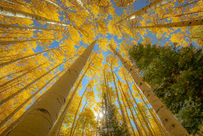 Towering Matriarchs