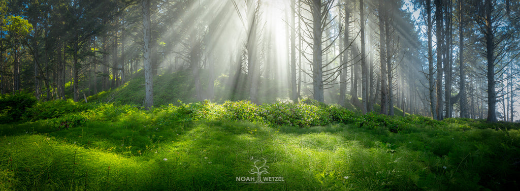 NoahWetzel_SRGB-