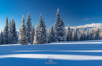 Untouched Winter